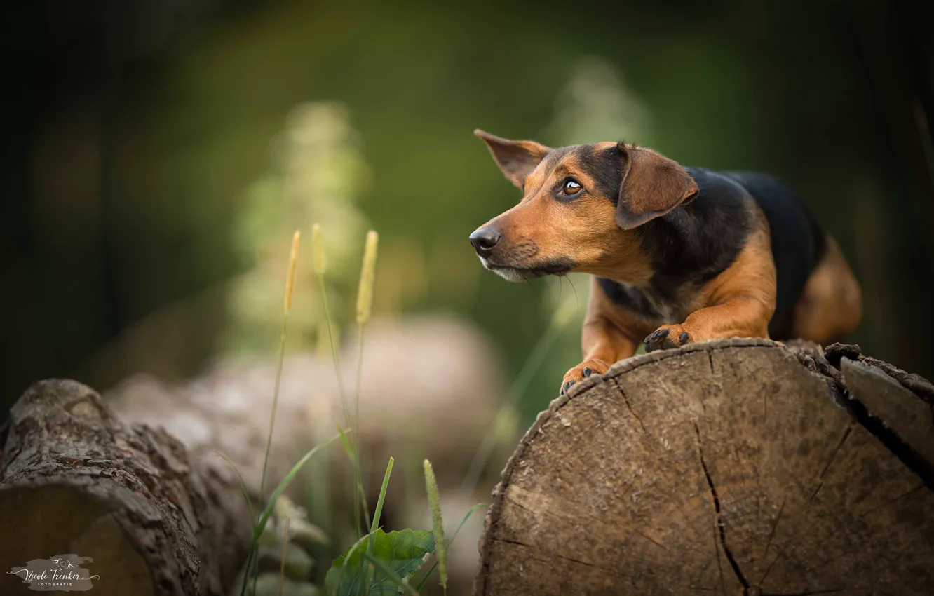 Photo wallpaper grass, dog, walk