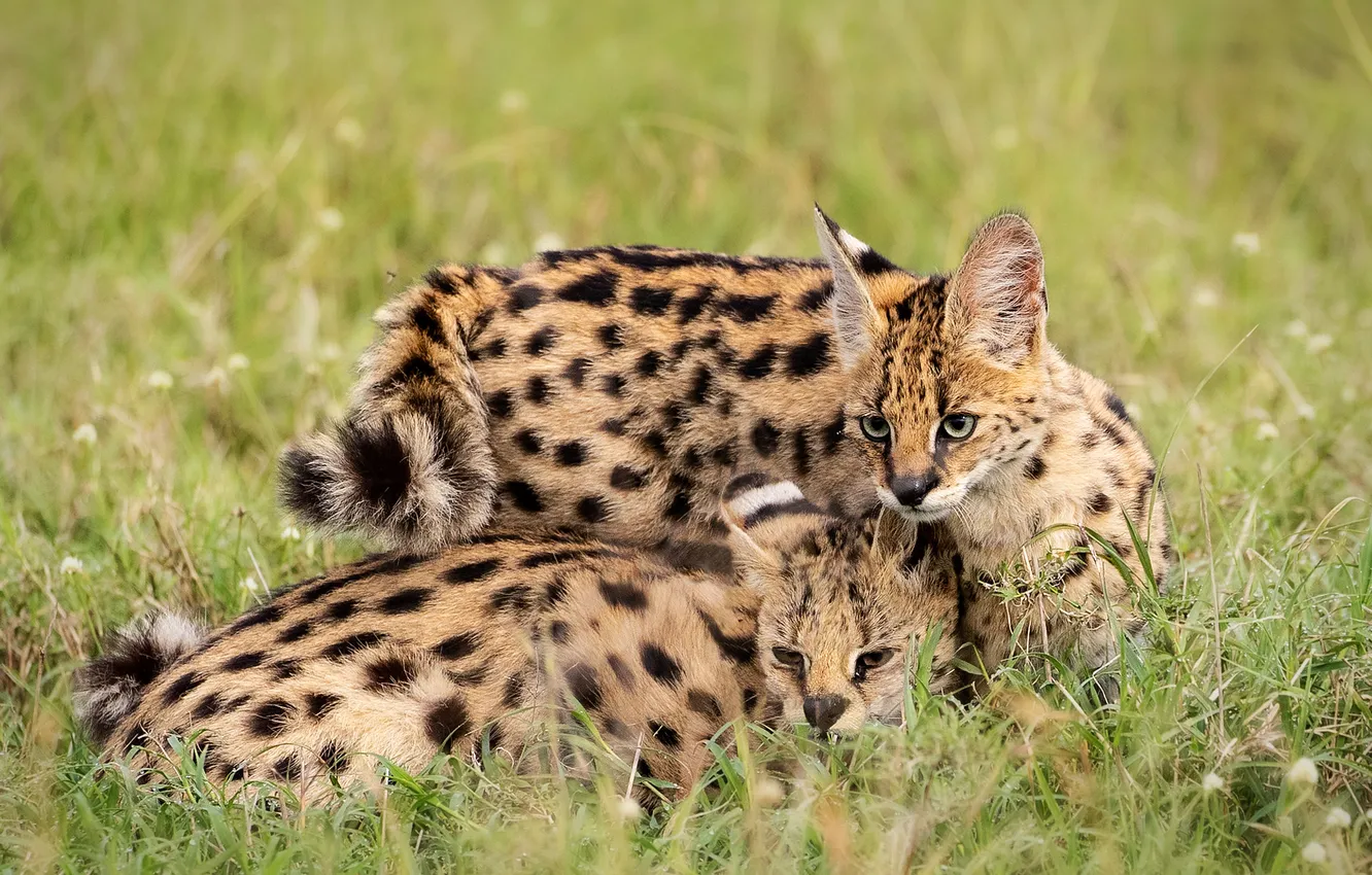 Photo wallpaper field, cub, mom, Serval