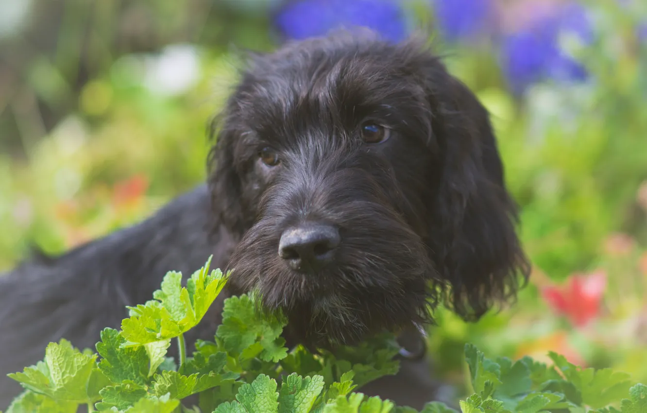 Photo wallpaper greens, each, dog