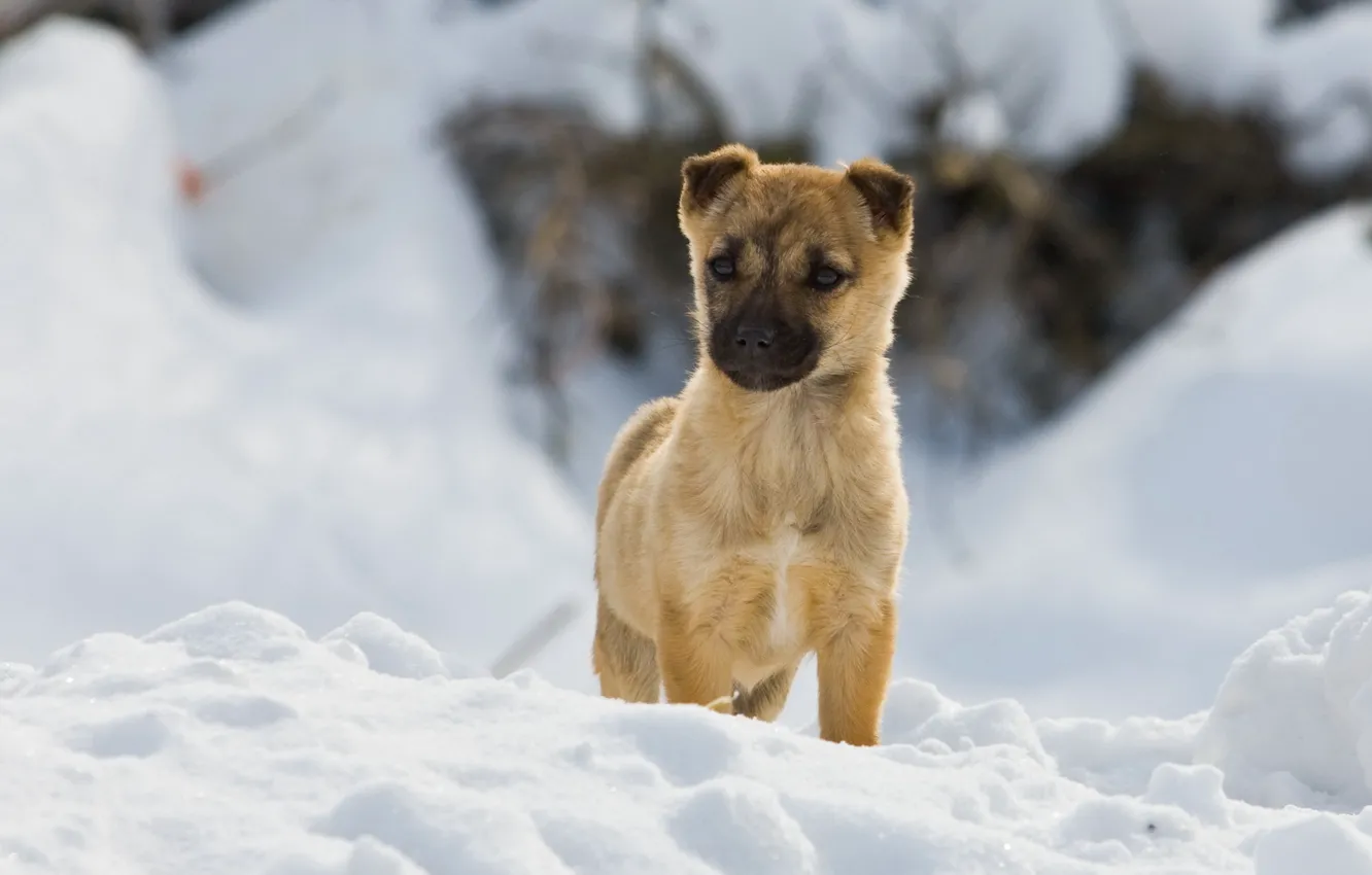 Photo wallpaper winter, snow, dog, walk