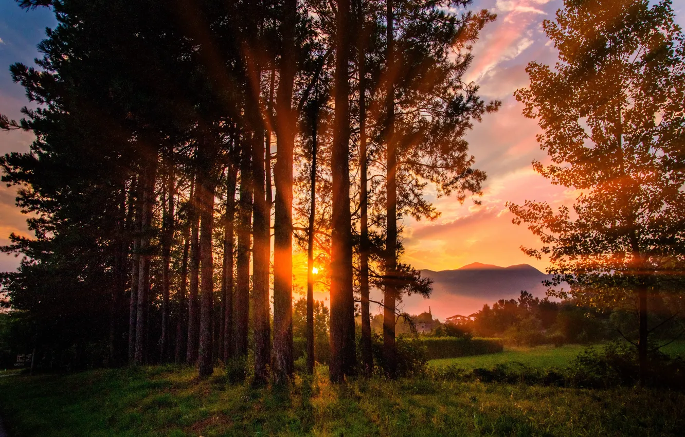 Photo wallpaper summer, trees, sunset, nature, summer, trees, nature, sunset