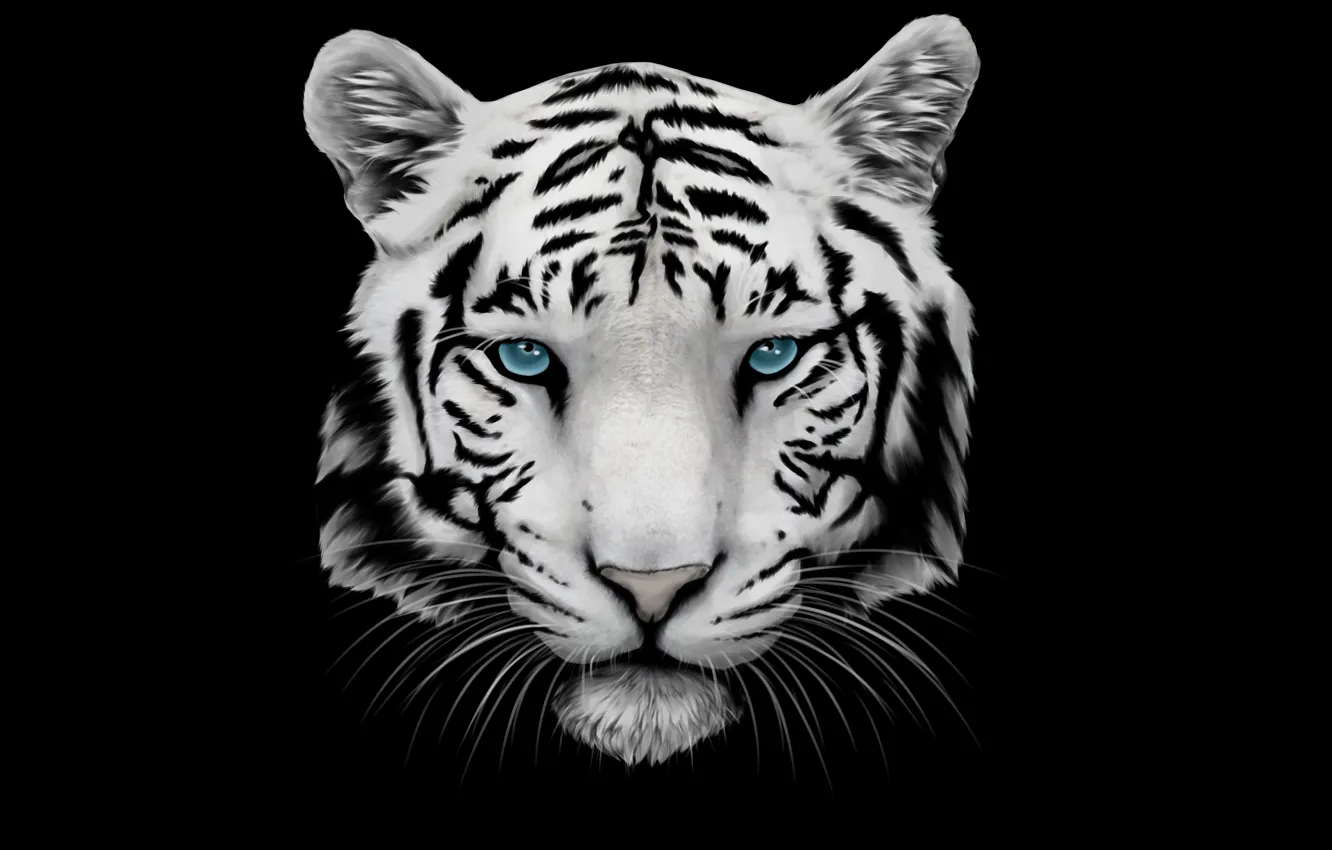 Photo wallpaper white, mustache, face, tiger, head, tiger