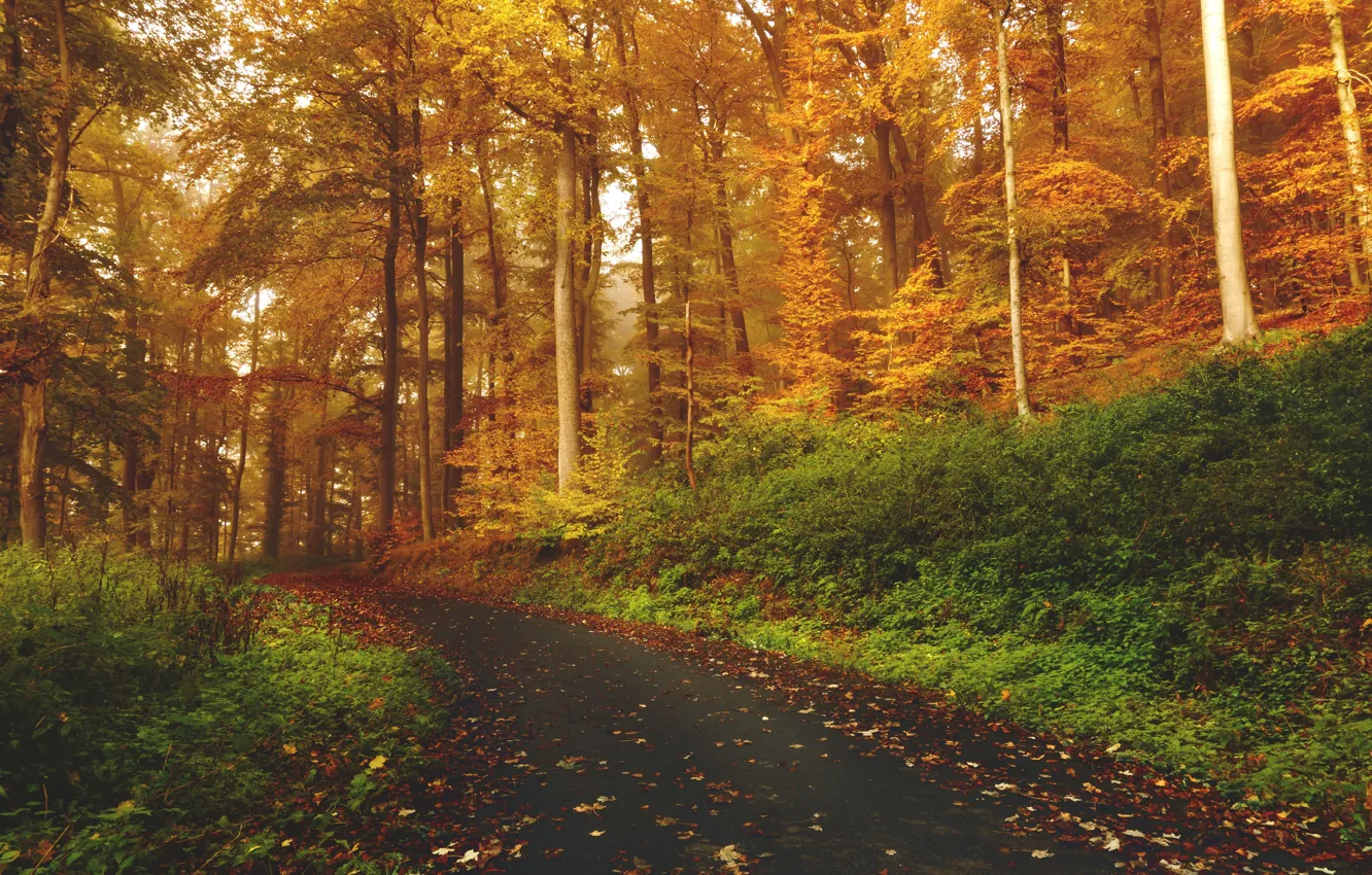 Photo wallpaper grass, forest, trees, nature, autumn, leaves, woods, trail