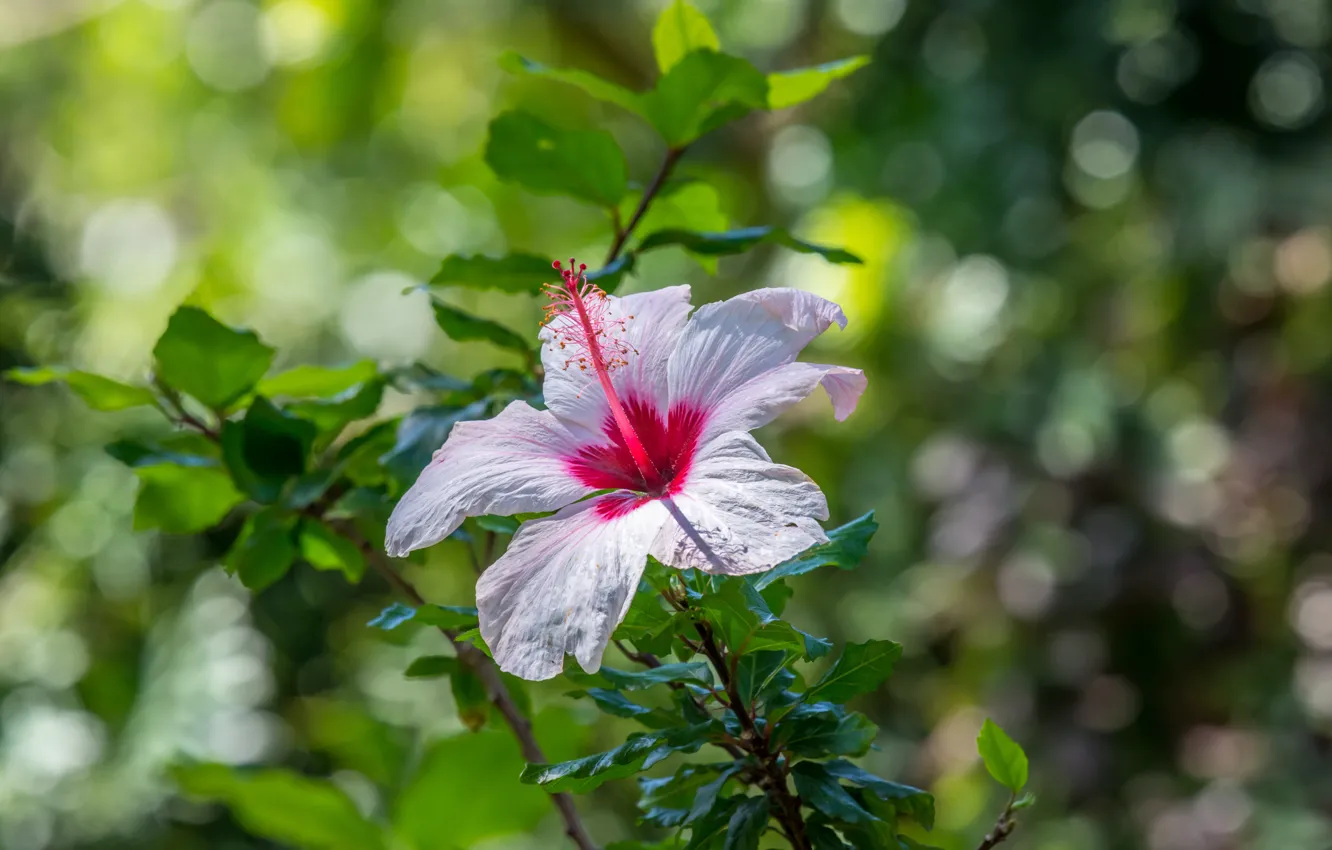 Photo wallpaper white, leaves, flowers, pink, the bushes, bokeh, hibiscus
