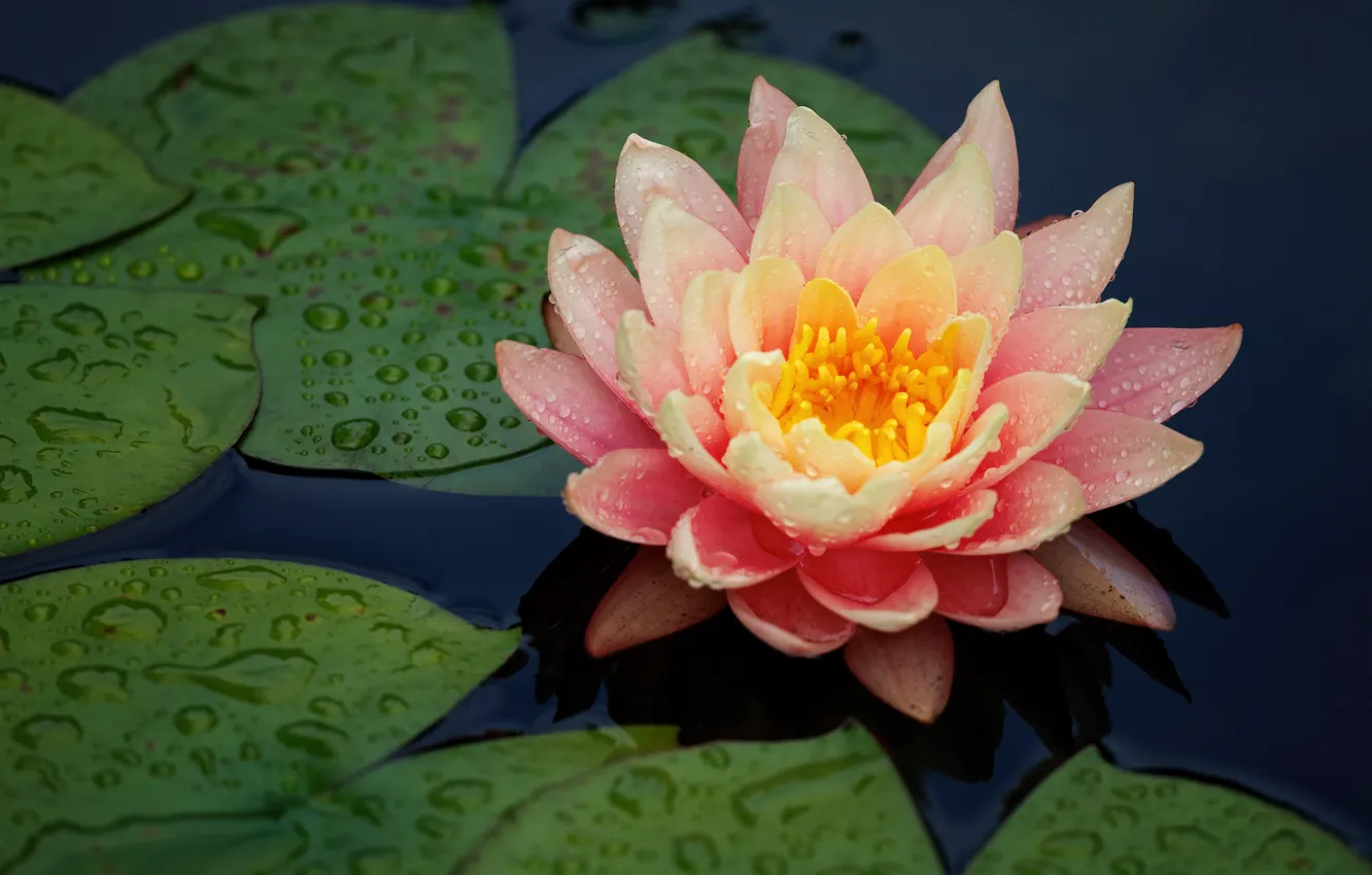 Photo wallpaper flower, leaves, pond, pink, pond, Nymphaeum, water Lily