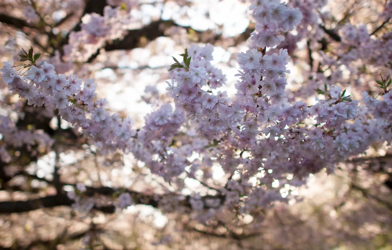 Photo wallpaper light, flowers, branches, spring, Sakura, flowering, almonds