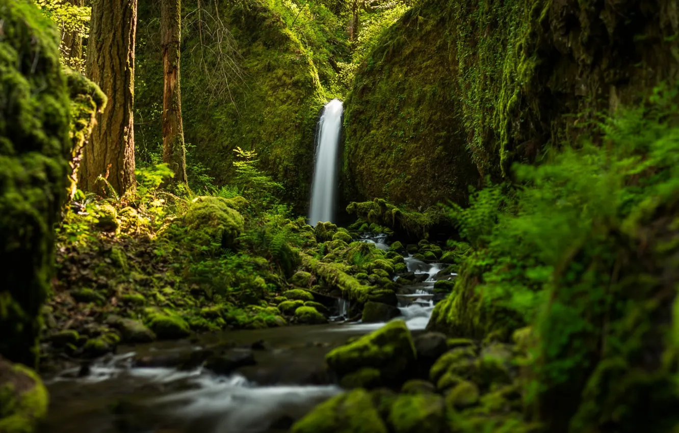 Photo wallpaper forest, waterfall, focus
