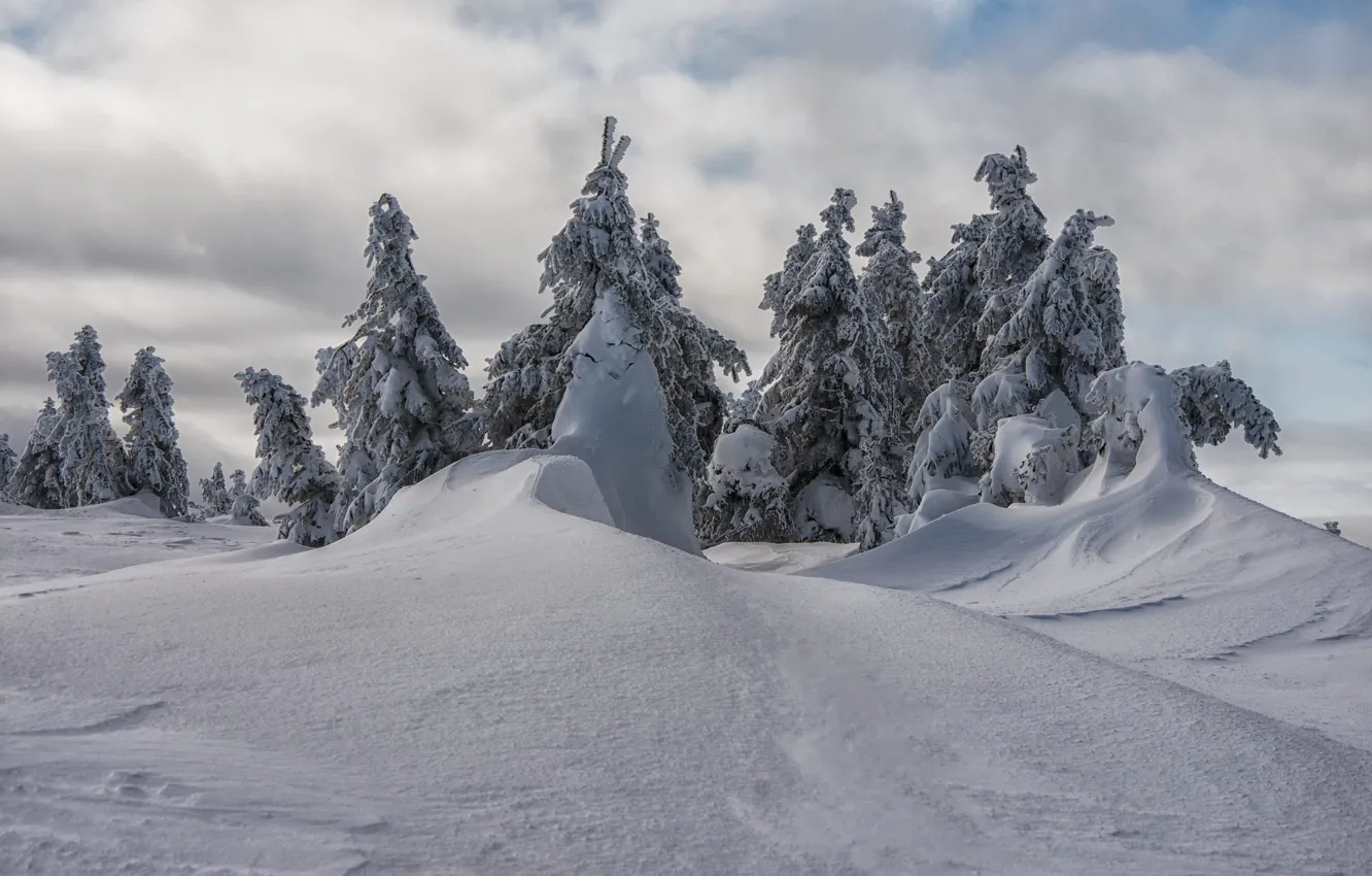 Photo wallpaper winter, forest, the sky, clouds, snow, ate, the snow, Christmas trees