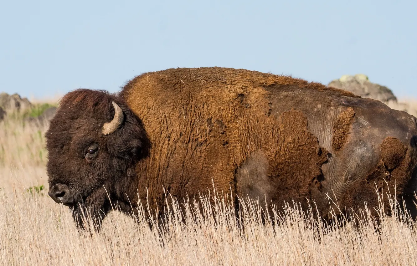 Photo wallpaper Oklahoma, Buffalo, American Bison