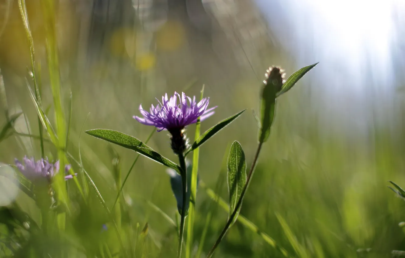 Photo wallpaper summer, flowers, nature
