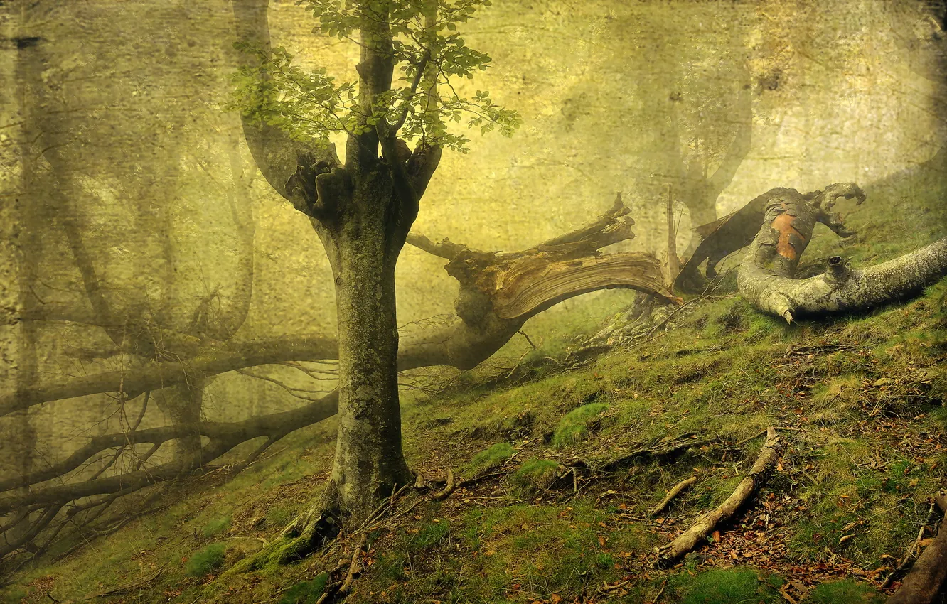 Photo wallpaper forest, trees, style, background