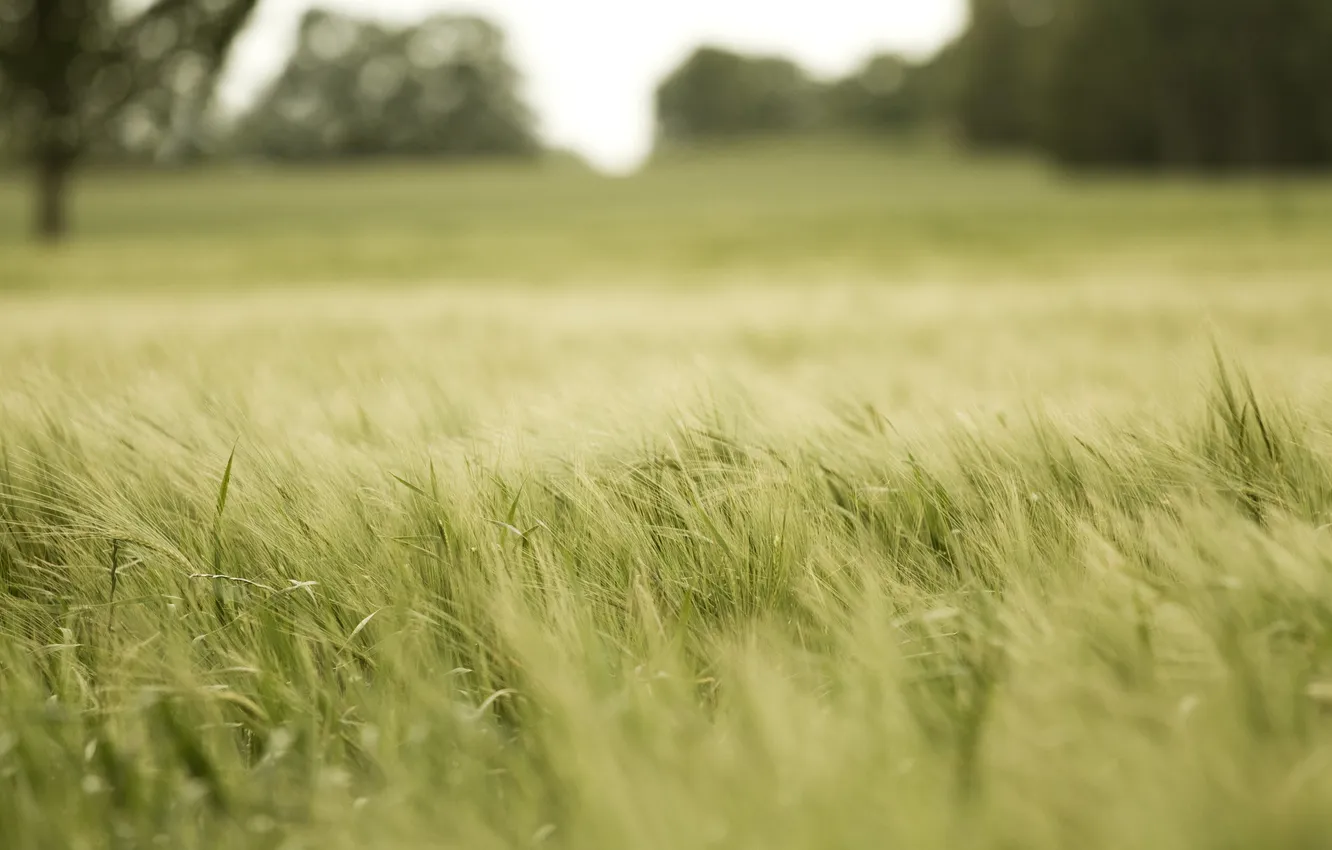 Photo wallpaper field, nature, plant, grass. greens