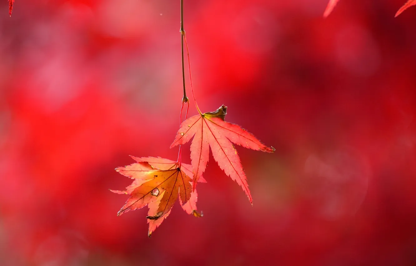 Photo wallpaper autumn, leaves, branches, nature, the crimson