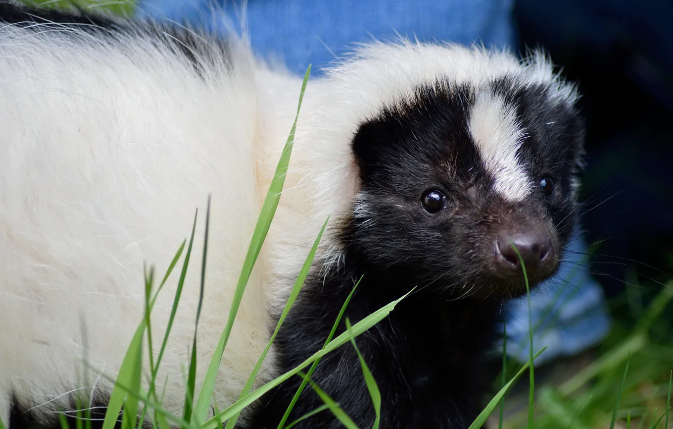 Photo wallpaper grass, nature, skunk, by Nushaa