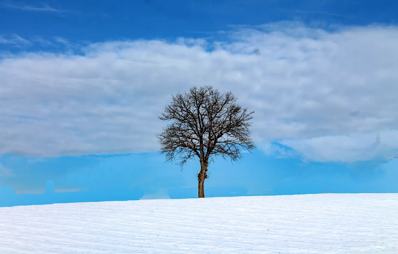 Photo wallpaper the sky, clouds, snow, tree