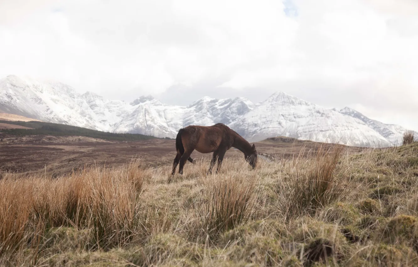 Photo wallpaper grass, winter, mountains, snow, fog, horse, wildlife, mist