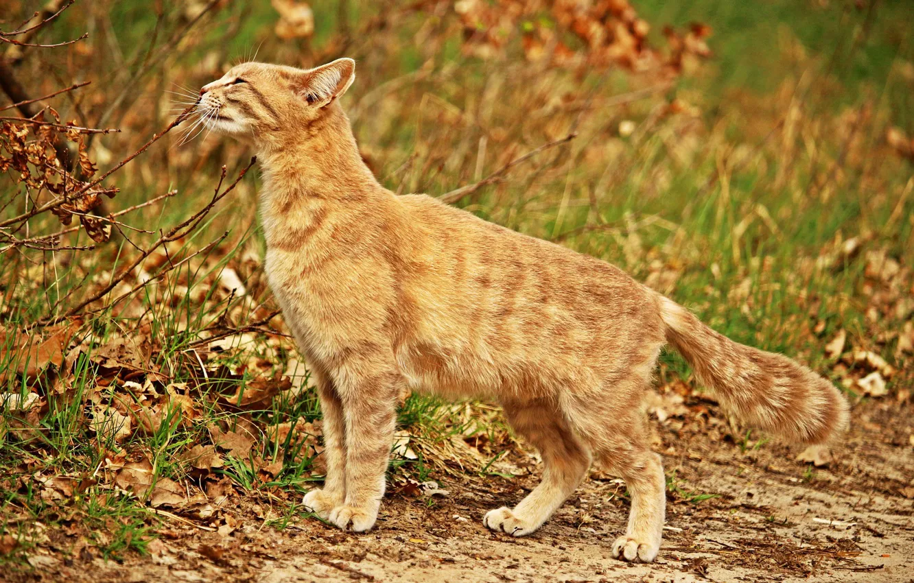 Photo wallpaper cat, nature, sprig, red, sniffing
