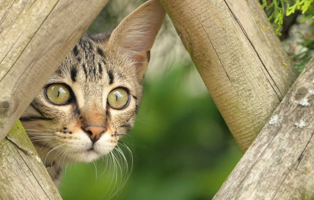 Photo wallpaper cat, cat, look, grey, Board, the fence, portrait, kitty
