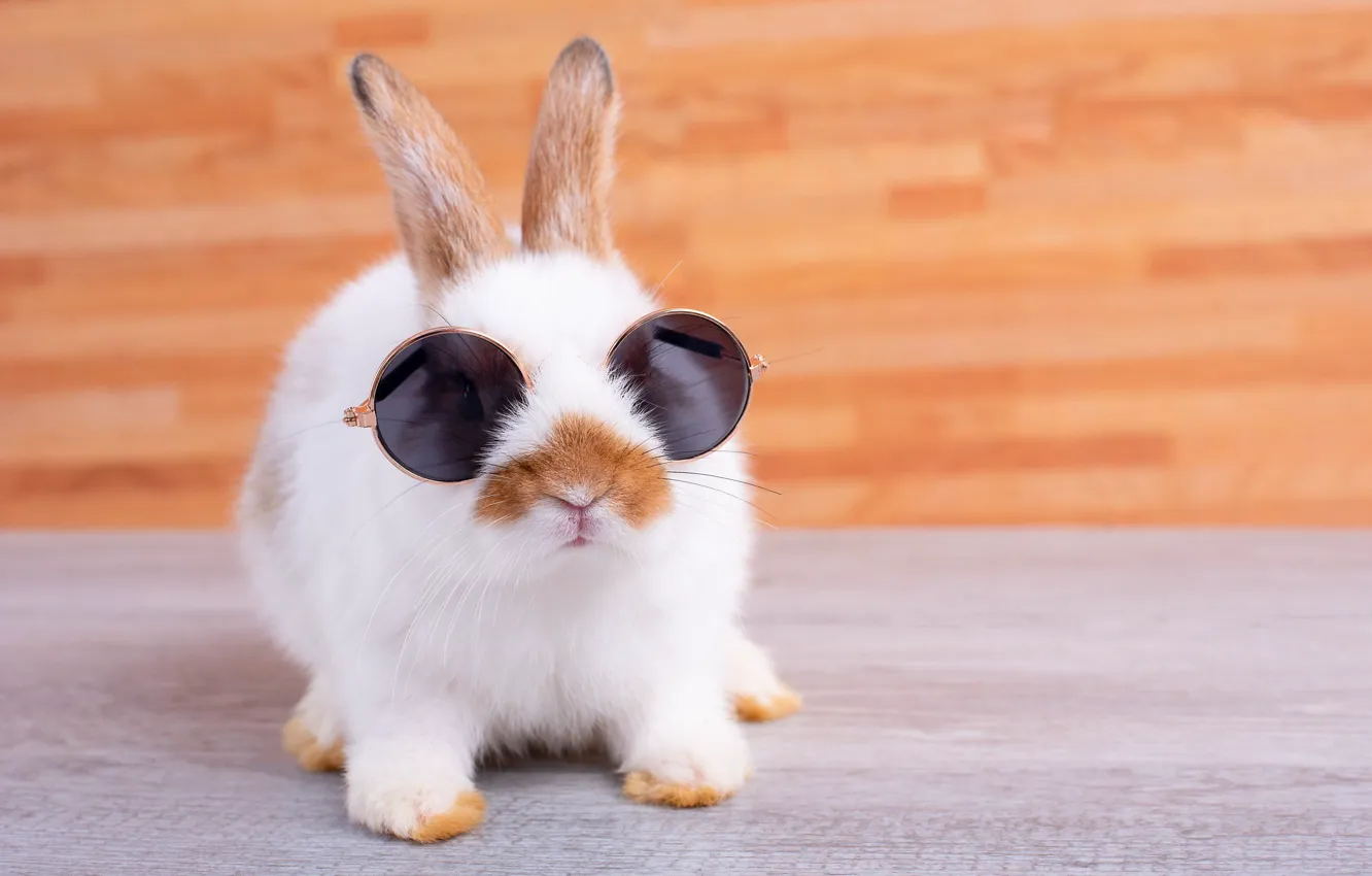Photo wallpaper white, rabbit, glasses, rabbit, sunglasses, red background, with red spots