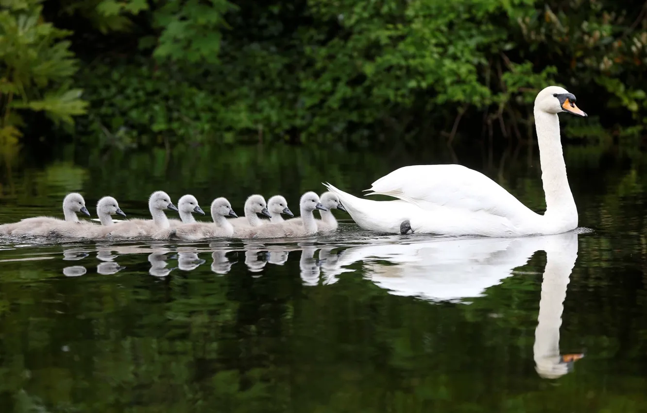 Photo wallpaper water, reflection, Swan, Chicks