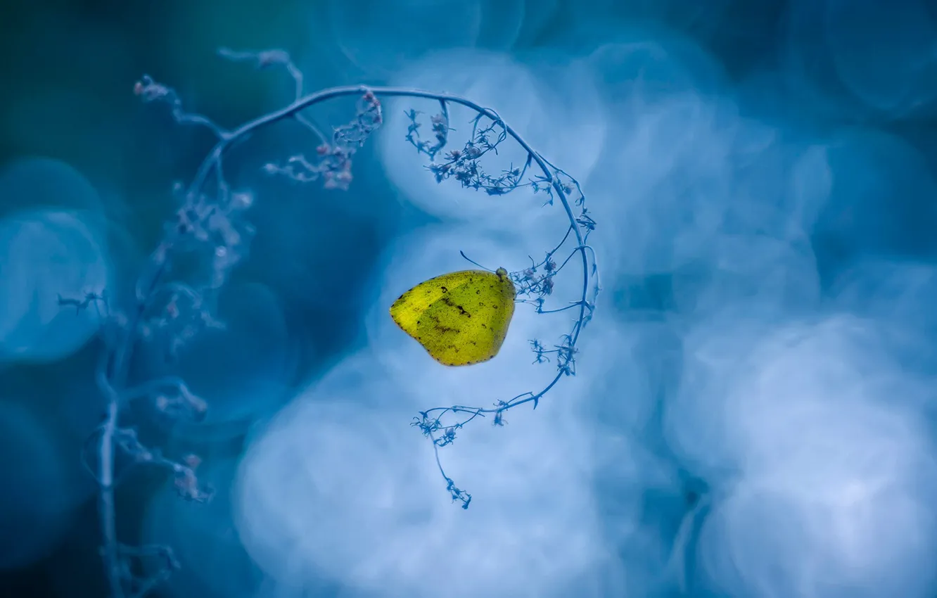 Photo wallpaper macro, yellow, butterfly, stem, blue background, bokeh