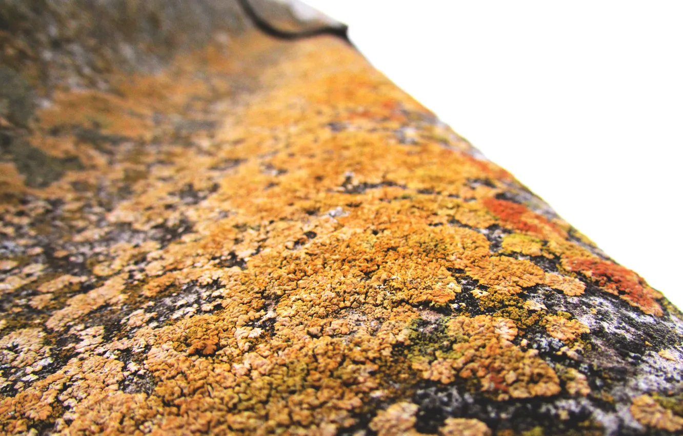 Photo wallpaper roof, slate, macro, moss
