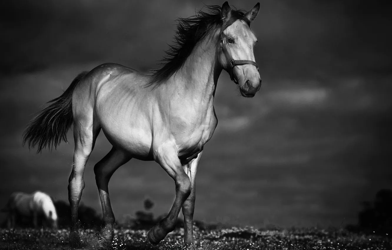 Photo wallpaper night, horse, horse