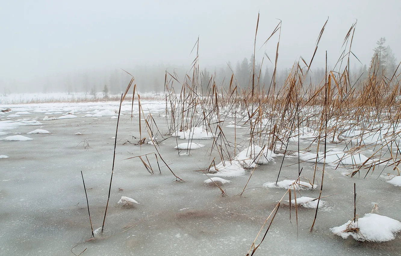 Photo wallpaper winter, landscape, nature, lake, reed