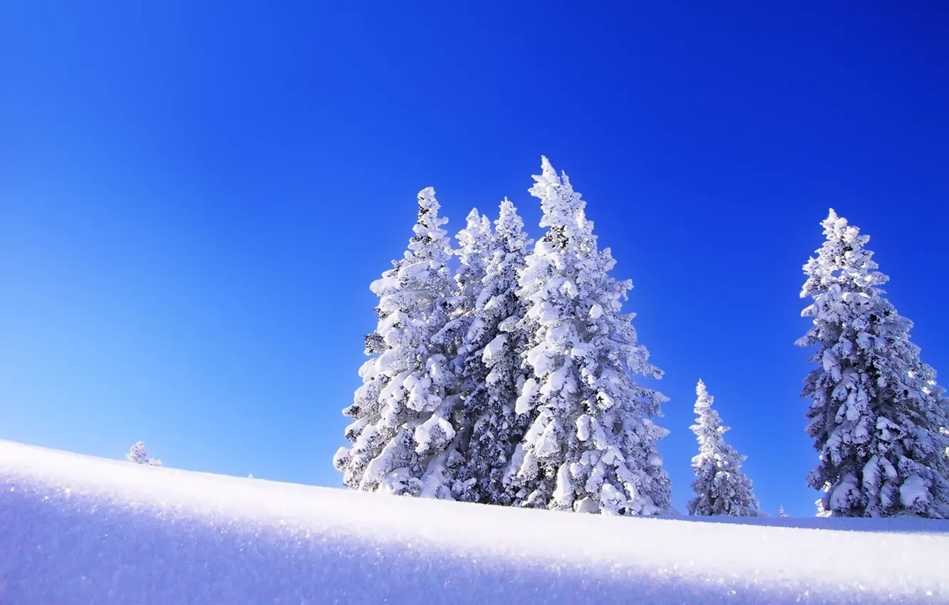 Photo wallpaper winter, the sky, snow, trees, landscape, tree, spruce, morning