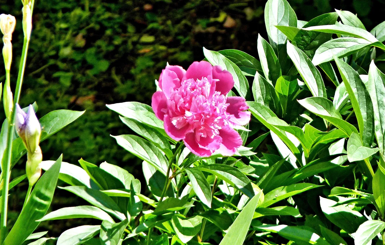 Photo wallpaper flowers, peonies, Summer 2025