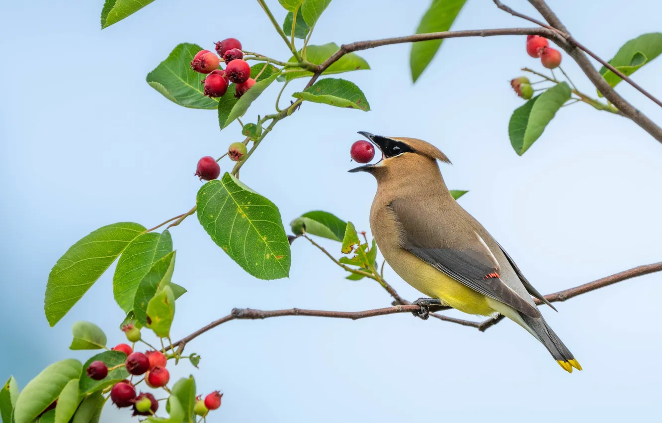 Photo wallpaper berries, bird, the Waxwing