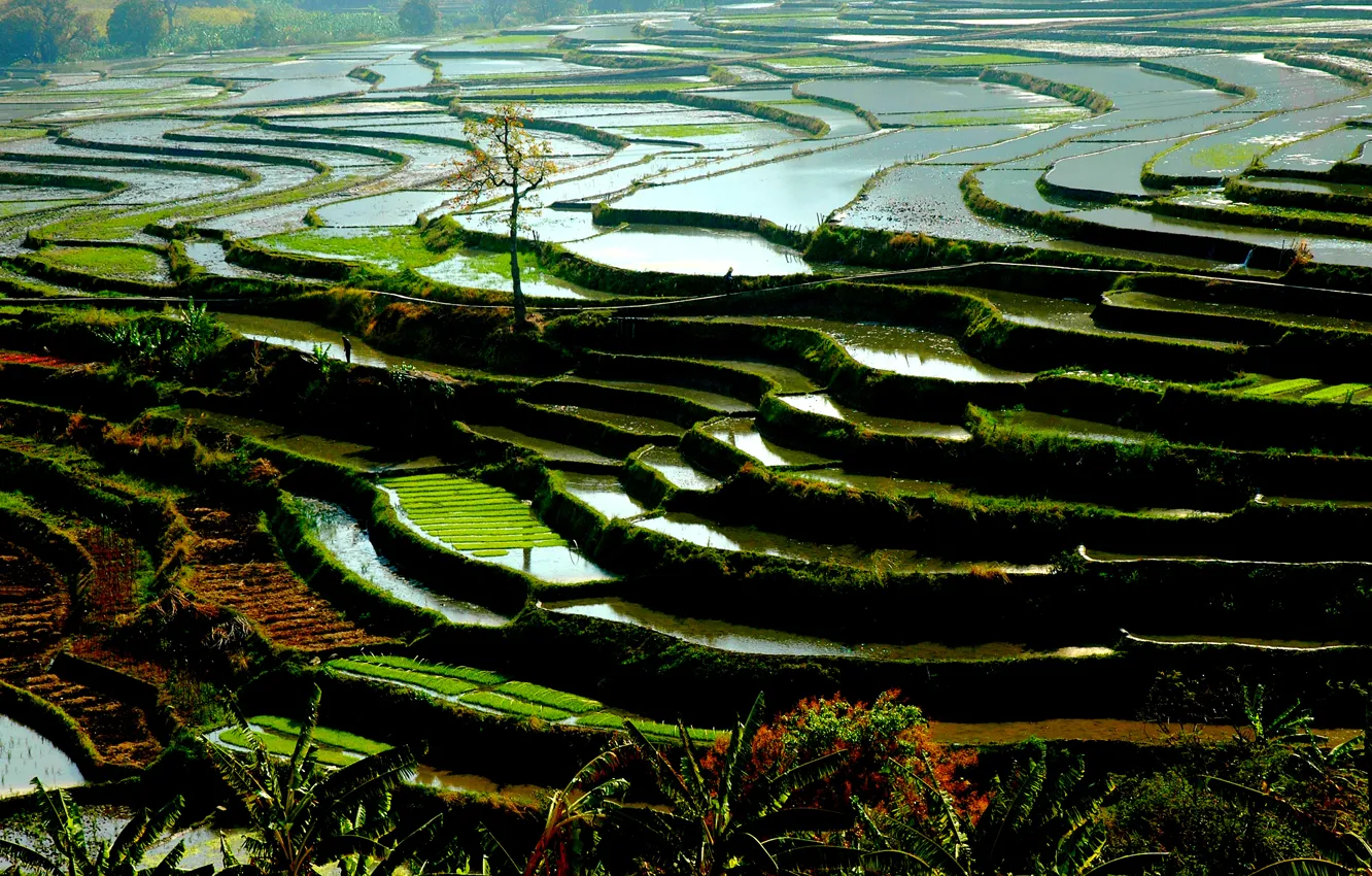 Photo wallpaper nature, water, china, vegetation, rice paddies, riziéres Yunnan, rice terrace, rice field