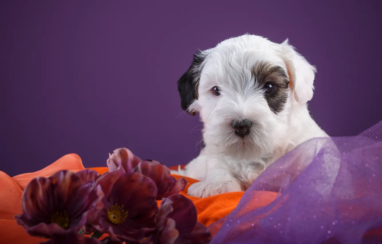 Photo wallpaper baby, puppy, the Sealyham Terrier