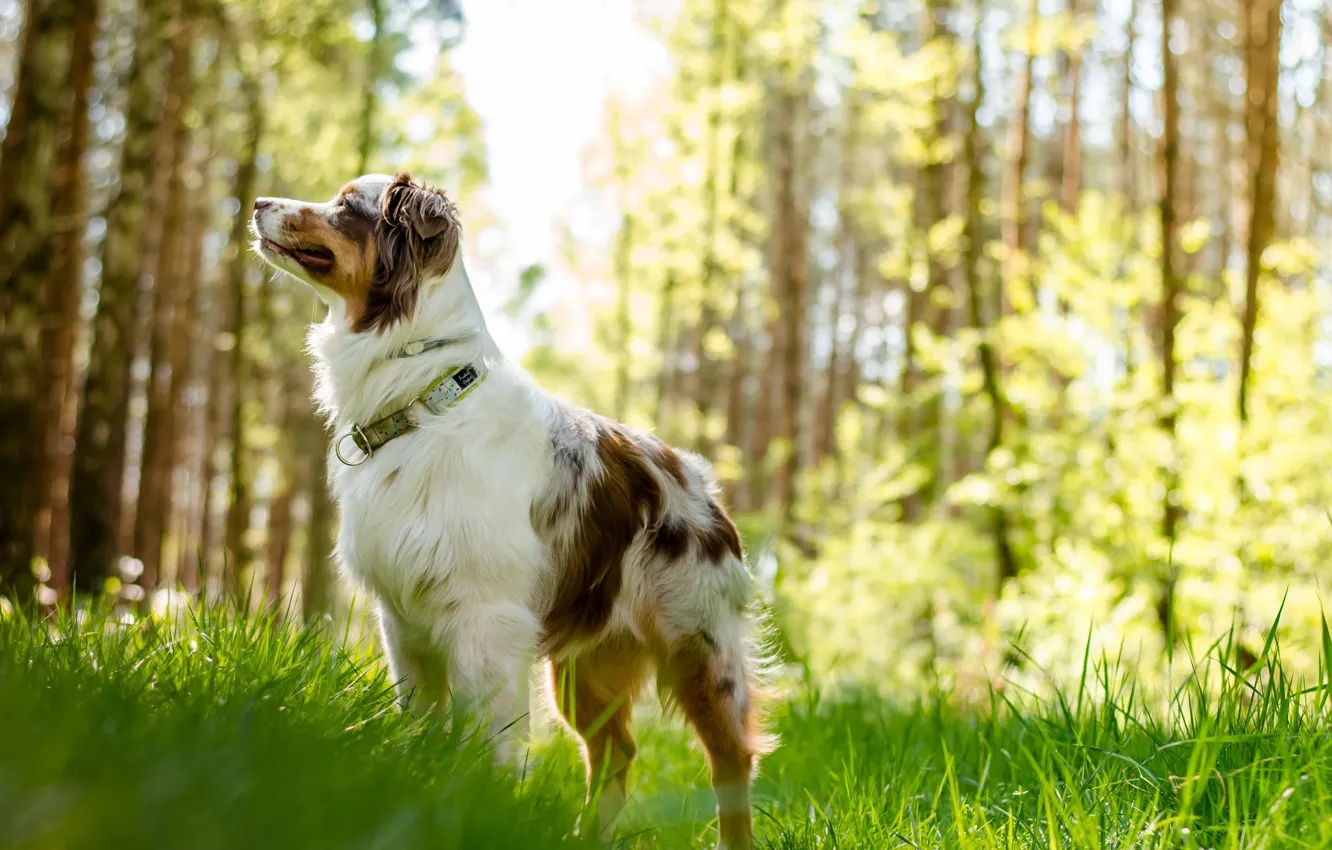 Photo wallpaper look, each, dog