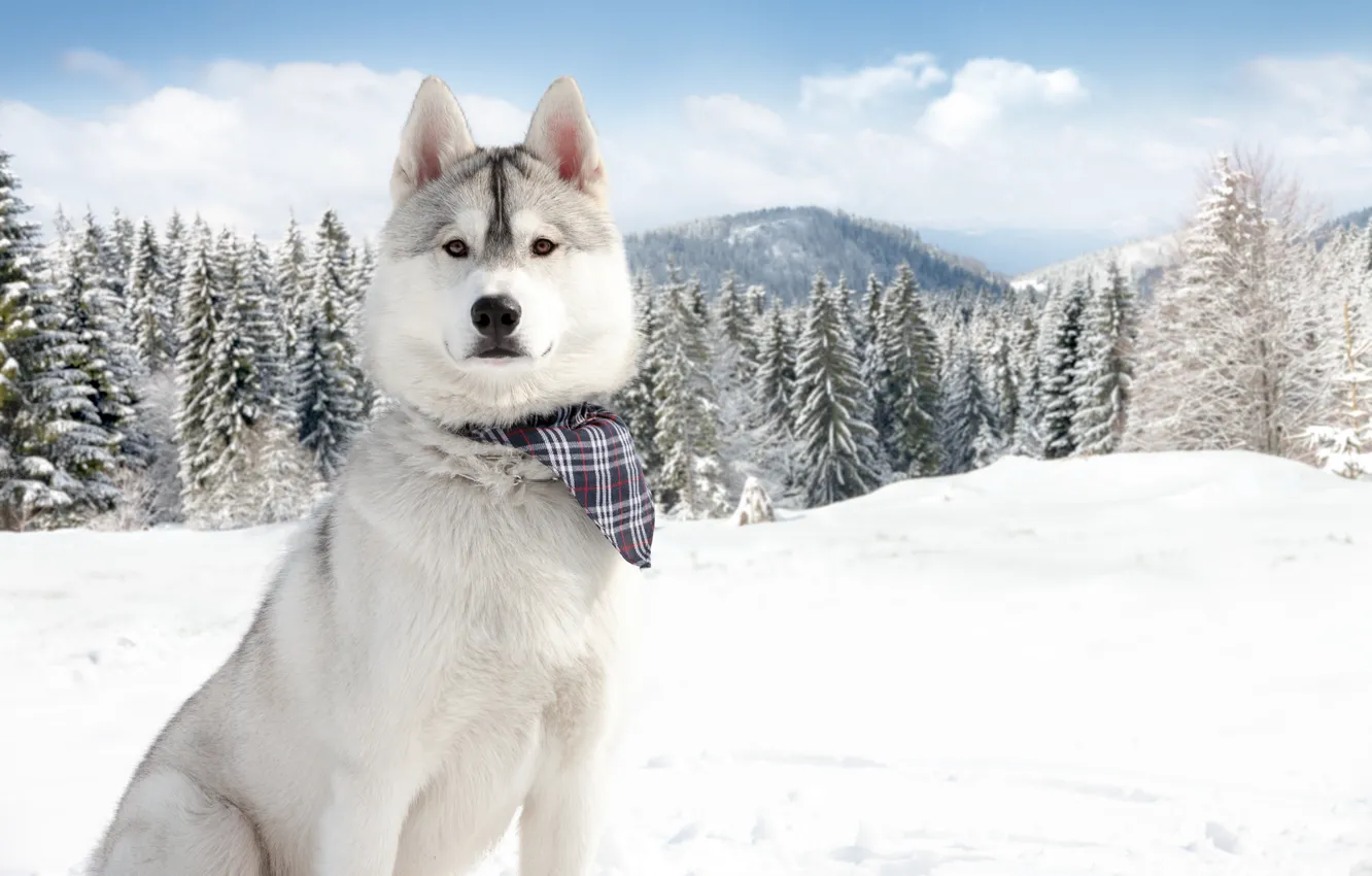 Photo wallpaper winter, snow, nature, Dogs