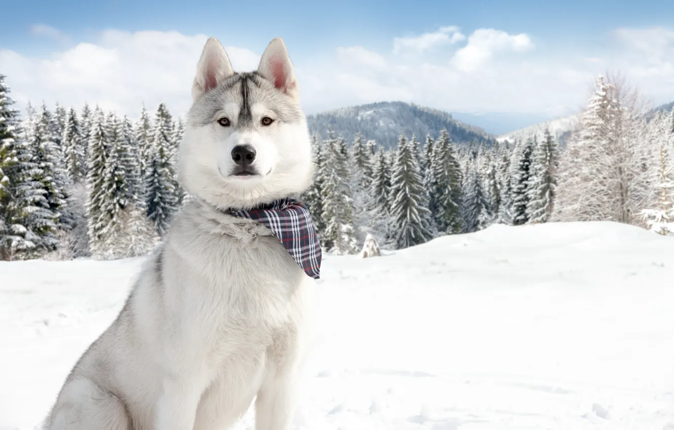 Photo wallpaper winter, snow, nature, dog