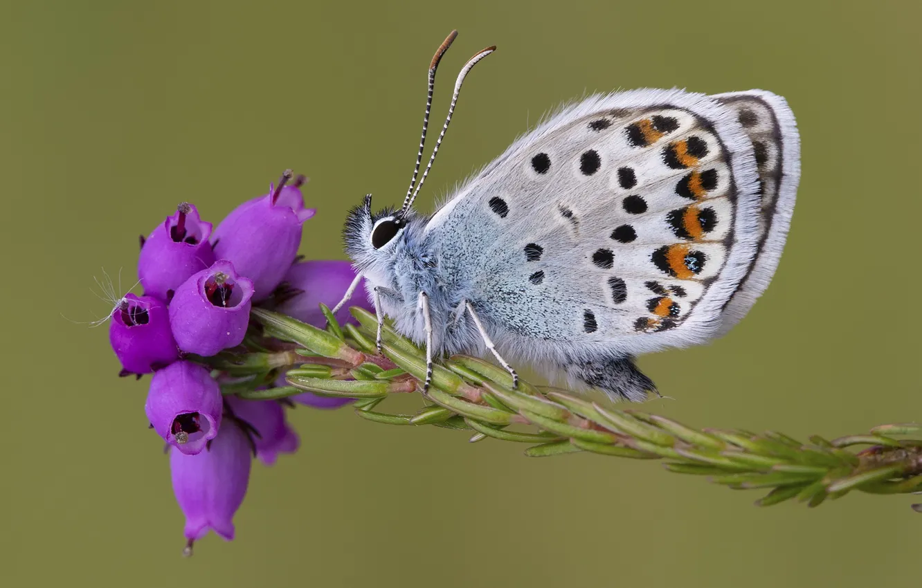 Photo wallpaper macro, flowers, butterfly