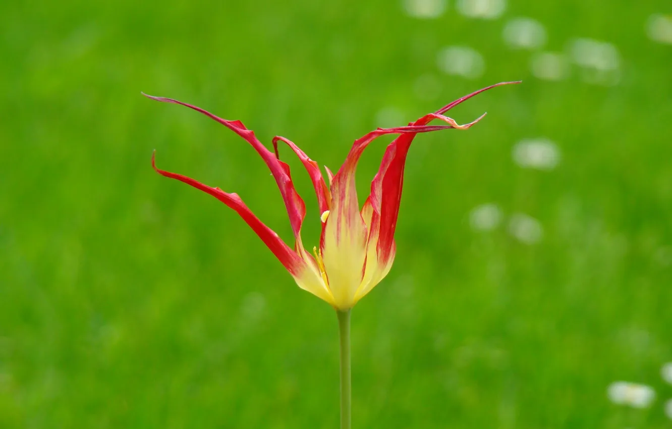 Photo wallpaper flower, summer, flowers, red, yellow, background, Tulip, green