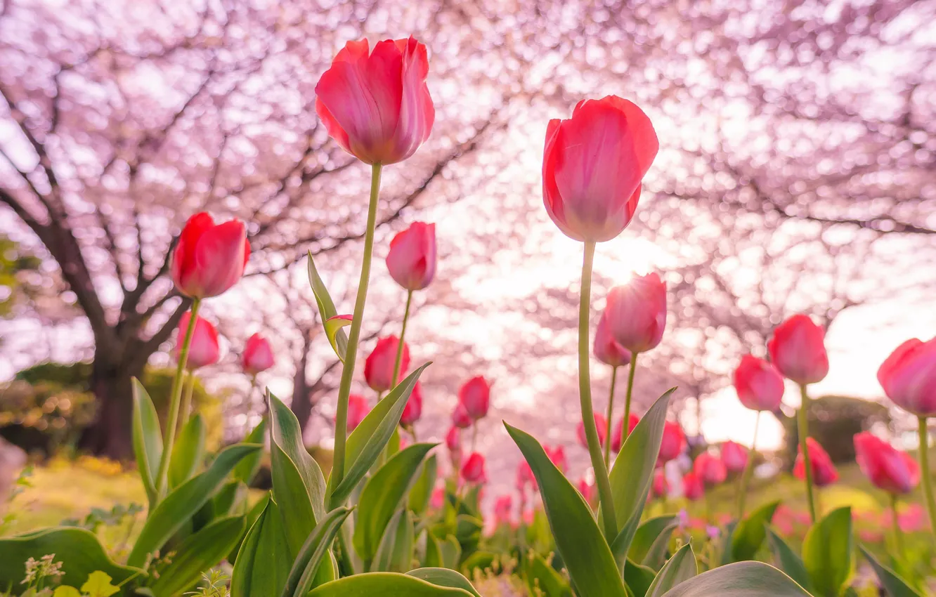 Photo wallpaper trees, spring, tulips, flowering