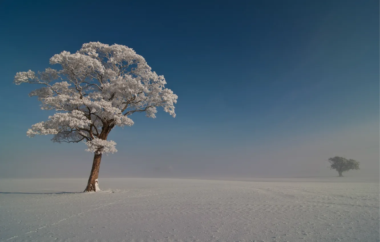 Photo wallpaper frost, the sky, snow, trees, blue, Winter