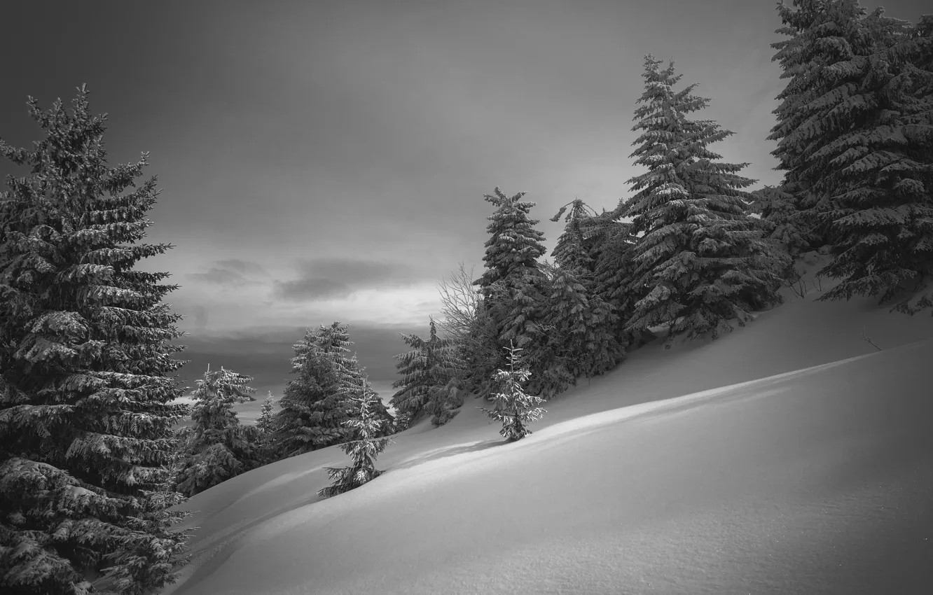 Photo wallpaper winter, snow, nature