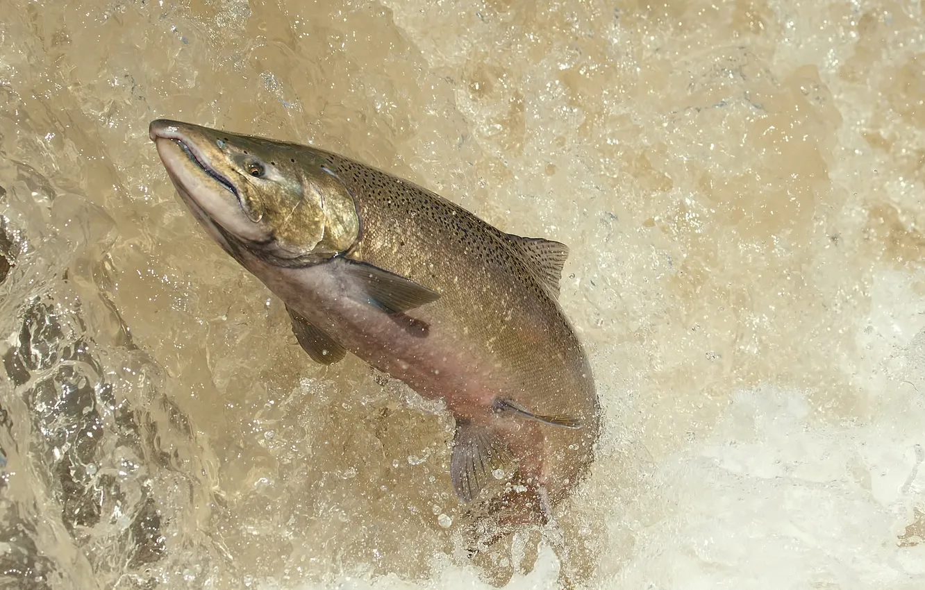 Photo wallpaper water, fish, BOWMANVILLE SALMON
