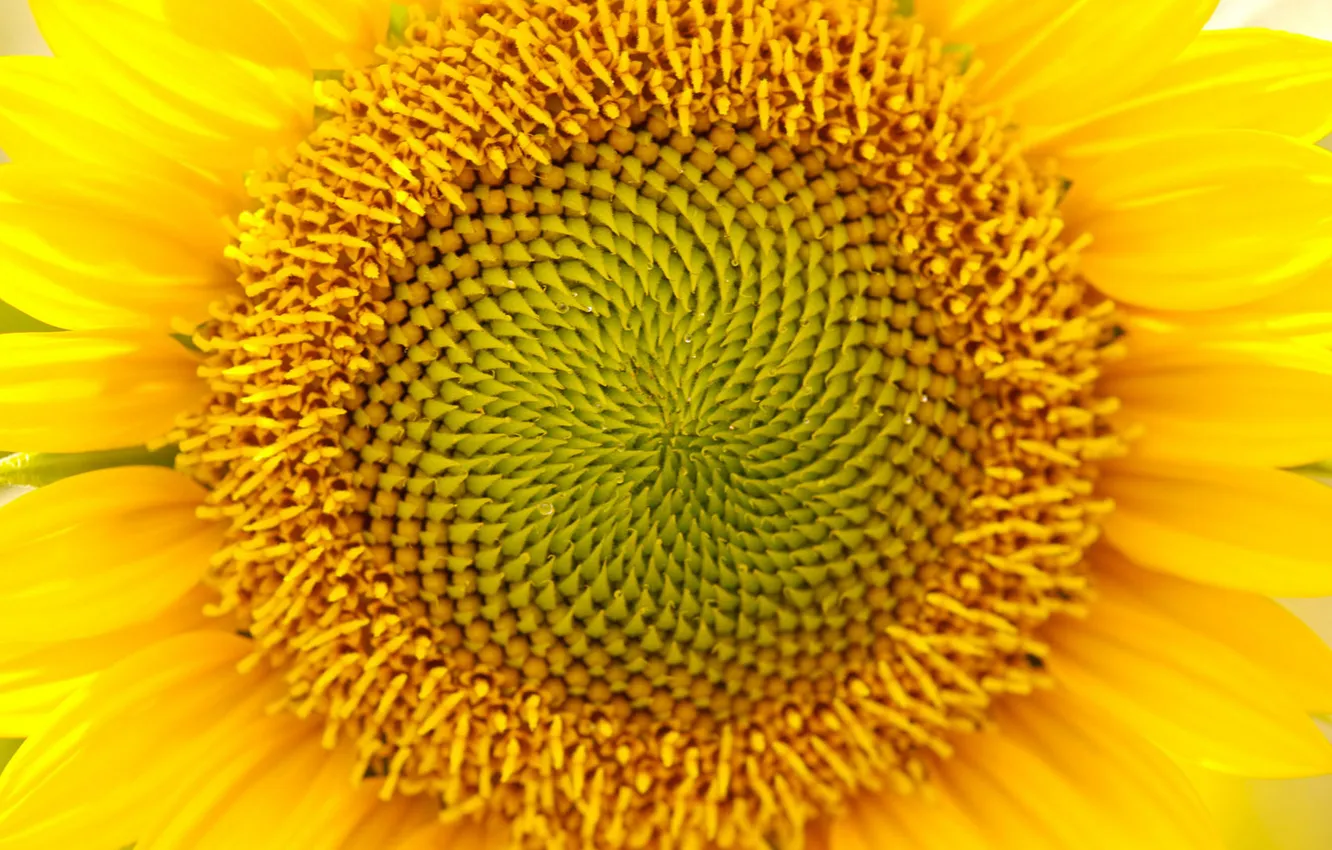 Photo wallpaper flower, yellow, nature, plant, sunflower, petals