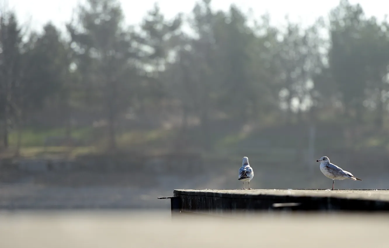 Photo wallpaper nature, lake, bird