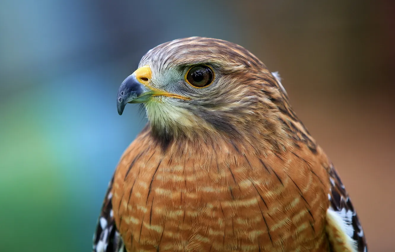Photo wallpaper bird, head, hawk, Red-shouldered Hawk