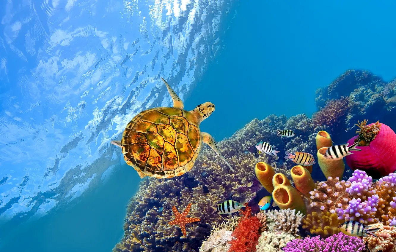 Photo wallpaper fish, turtle, underwater, underwater, fishes, reefs, The red sea, reef