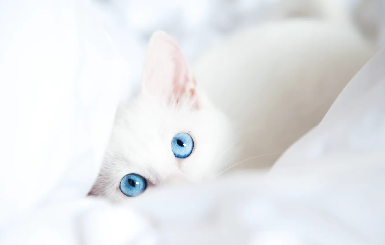 Photo wallpaper white, cat, look, blanket, blue eyes