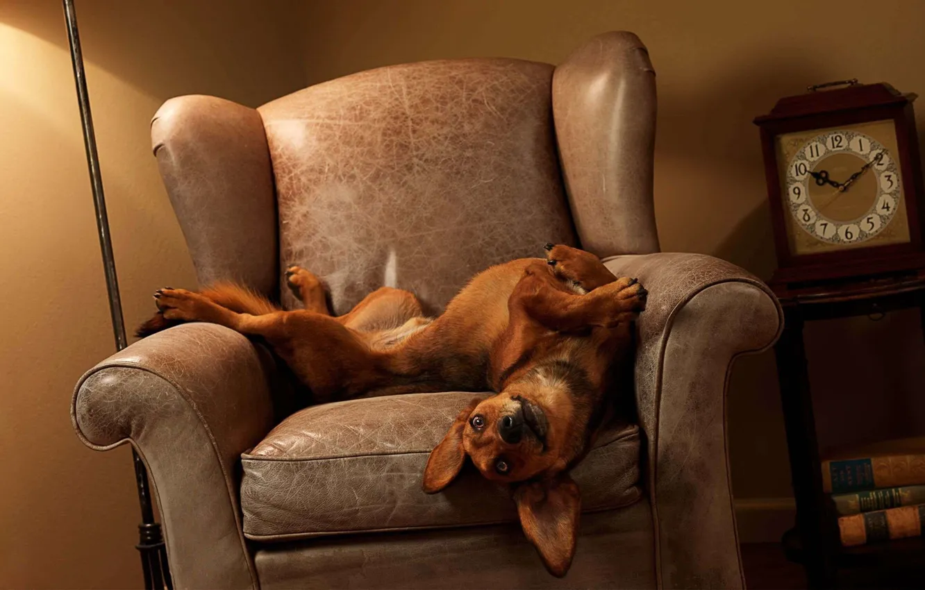 Photo wallpaper dog, chair, Dachshund