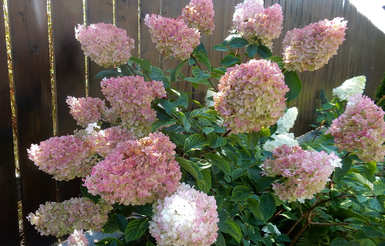 Photo wallpaper summer, flowers, summer, widescreen, flowers, background, фон background, the Wallpapers