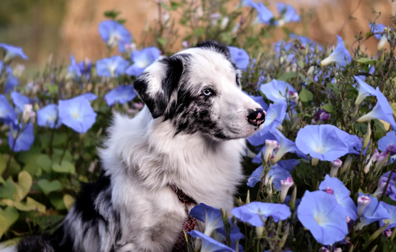 Photo wallpaper summer, look, face, flowers, background, blue, portrait, dog